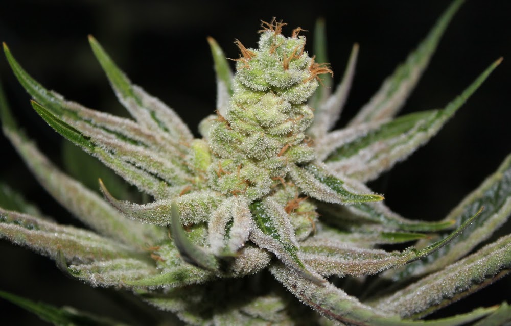 Natures Herbs & Wellness Center photo 6