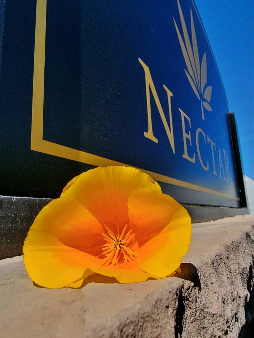 Nectar photo 3