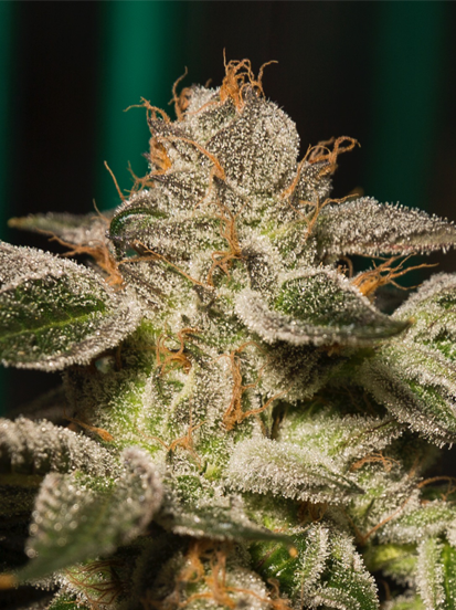Nevada Made Marijuana photo 7