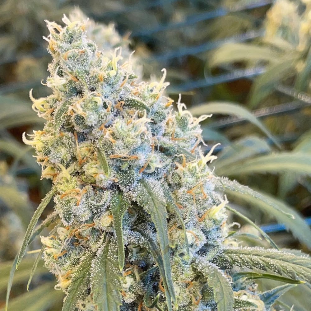 Ninepipe Organics photo 2