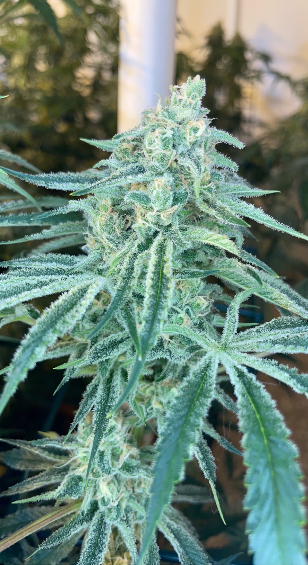 Ninepipe Organics photo 3