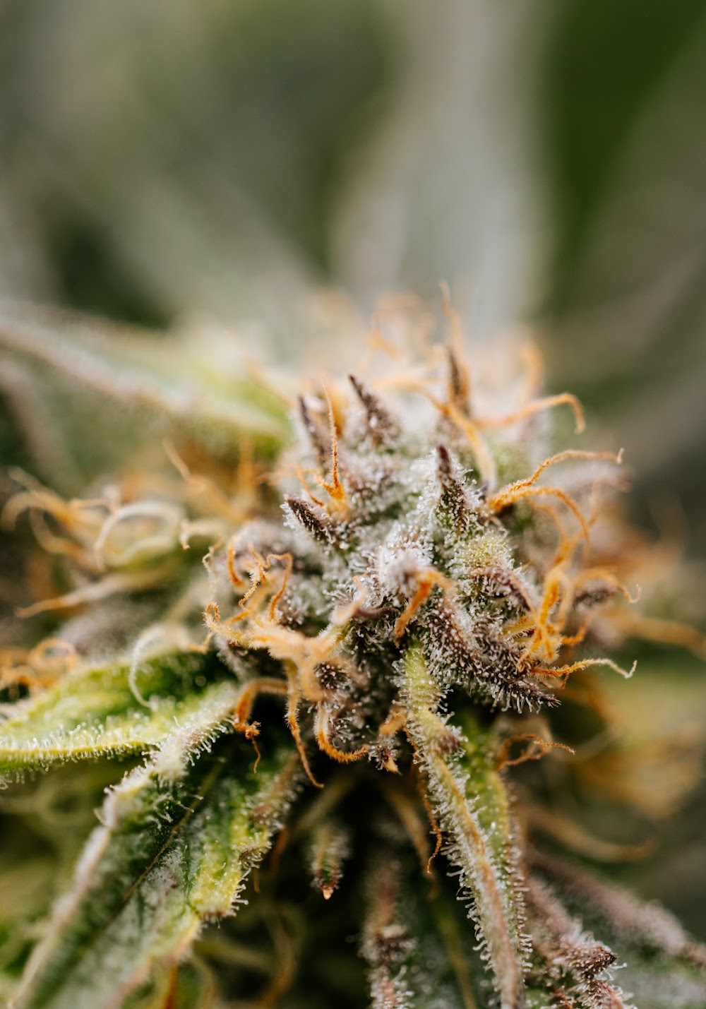 Nomad Canna Bozeman Store photo 8