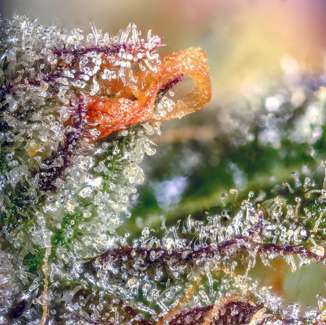 Og Medicinals photo 4
