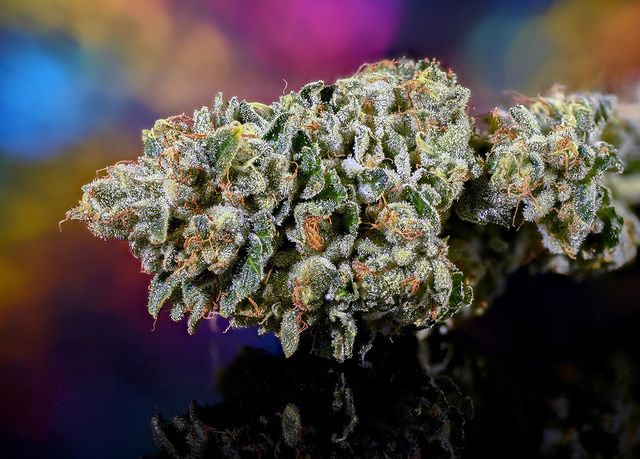 Og Medicinals photo 8