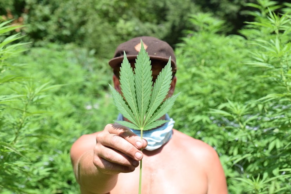 Omg Cannabis CO. photo 2
