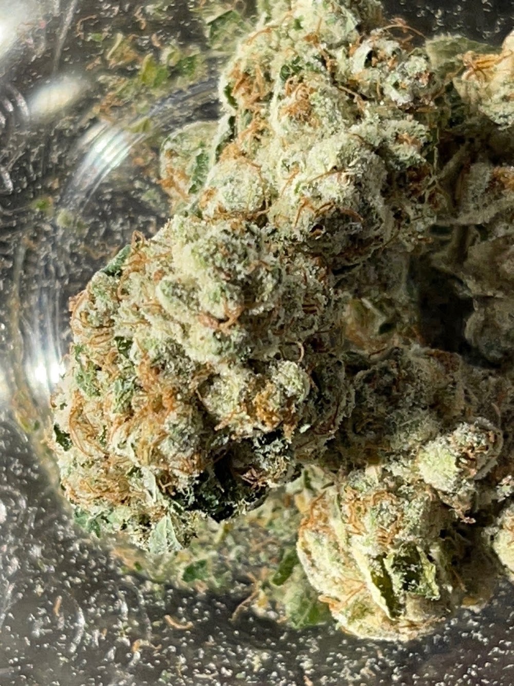 One Plant photo 3
