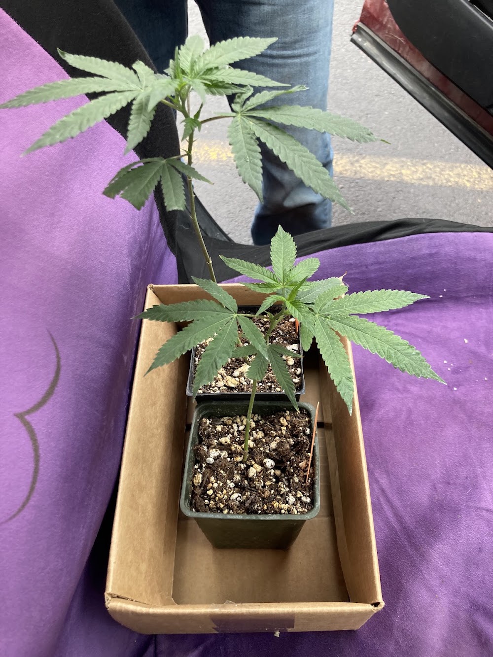 Oregon's Herbal Remedies photo 2