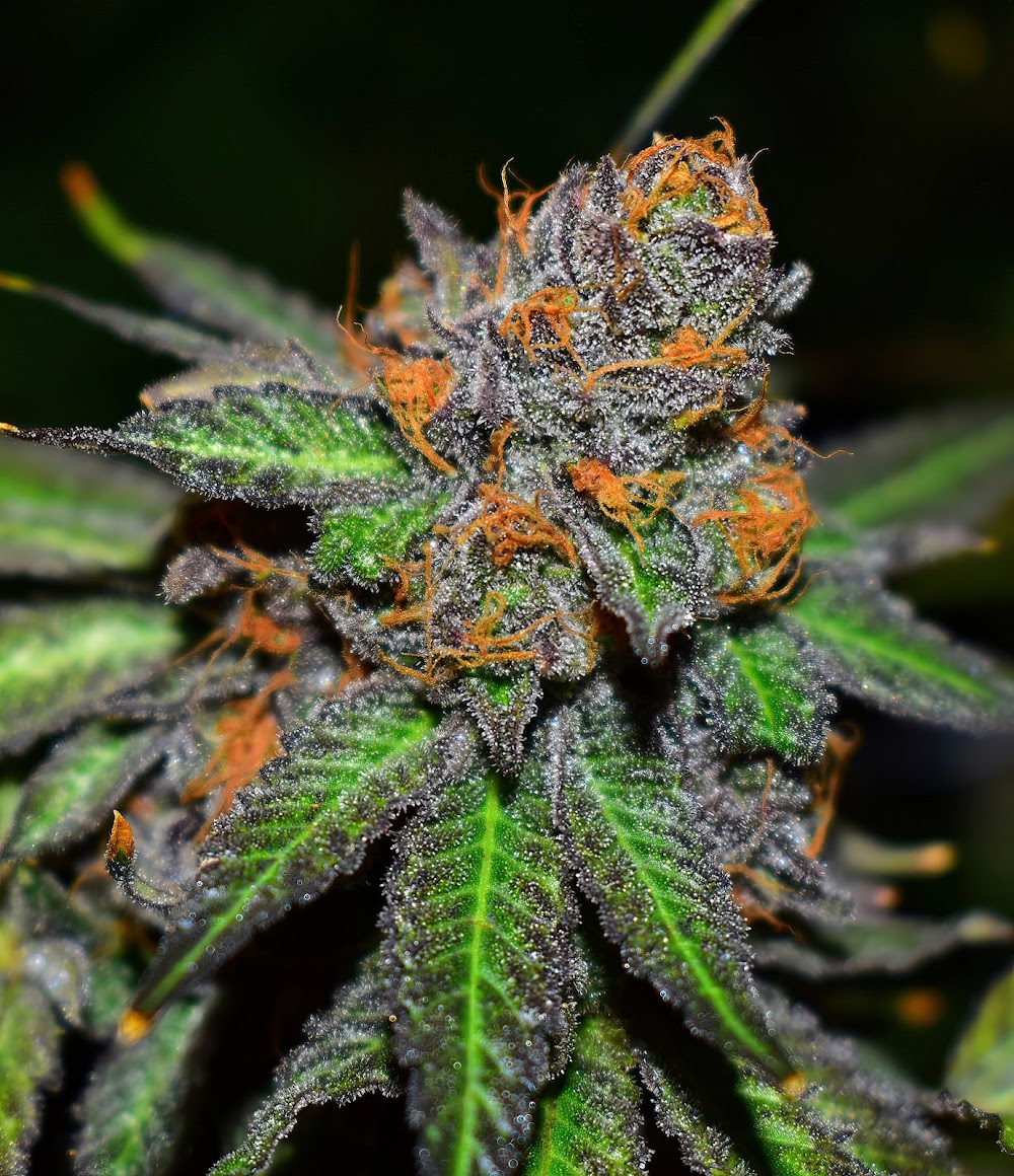 Original Cannabis Growers photo 1
