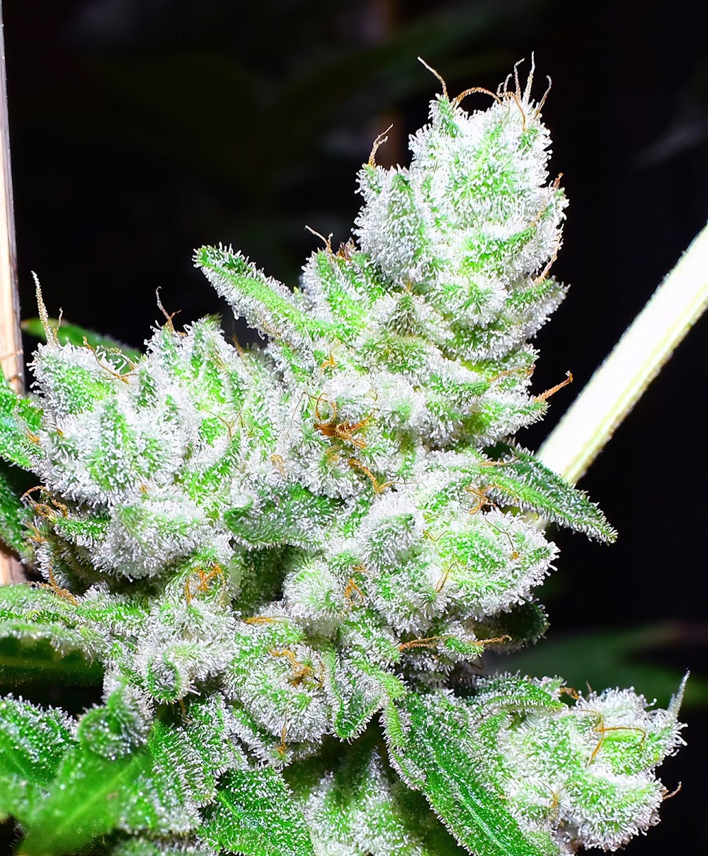 Original Cannabis Growers photo 2