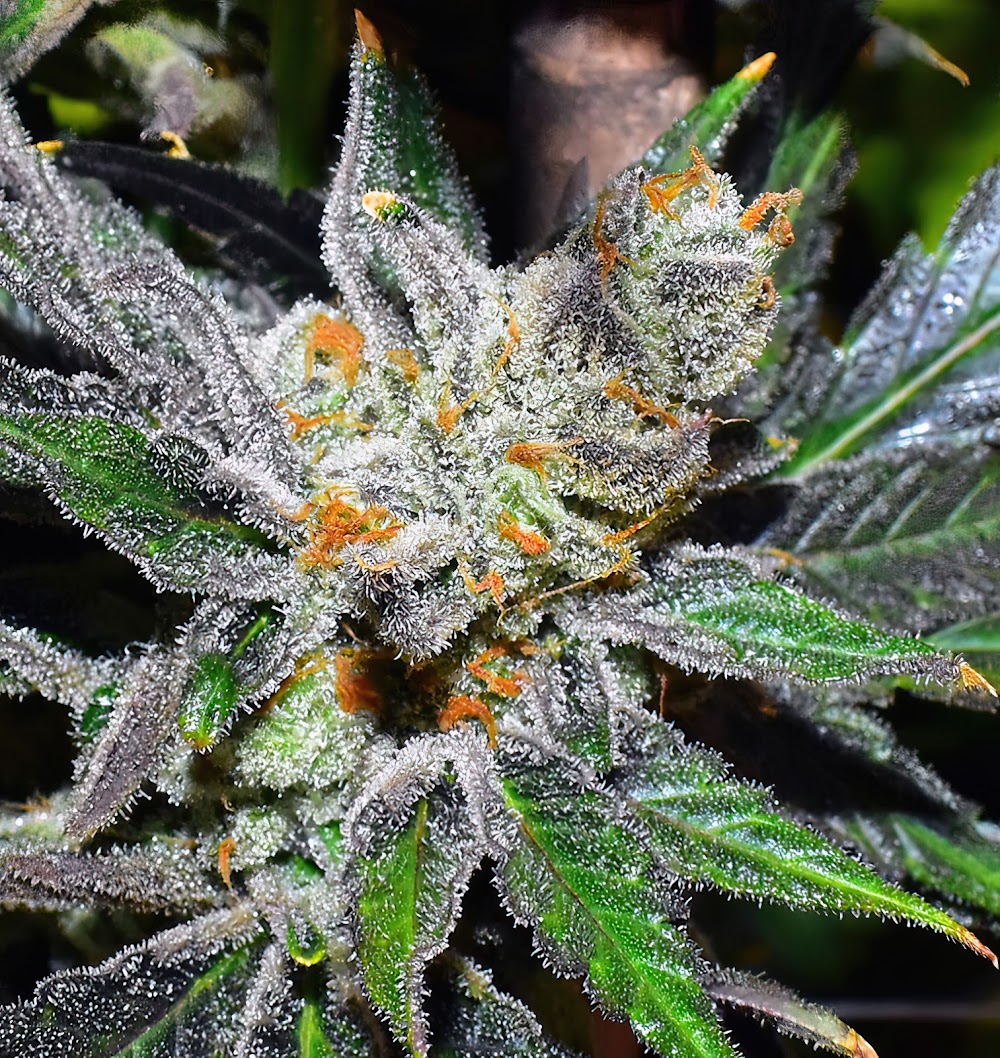 Original Cannabis Growers photo 3