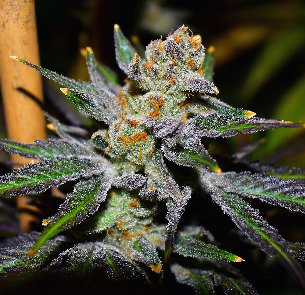 Original Cannabis Growers photo 4