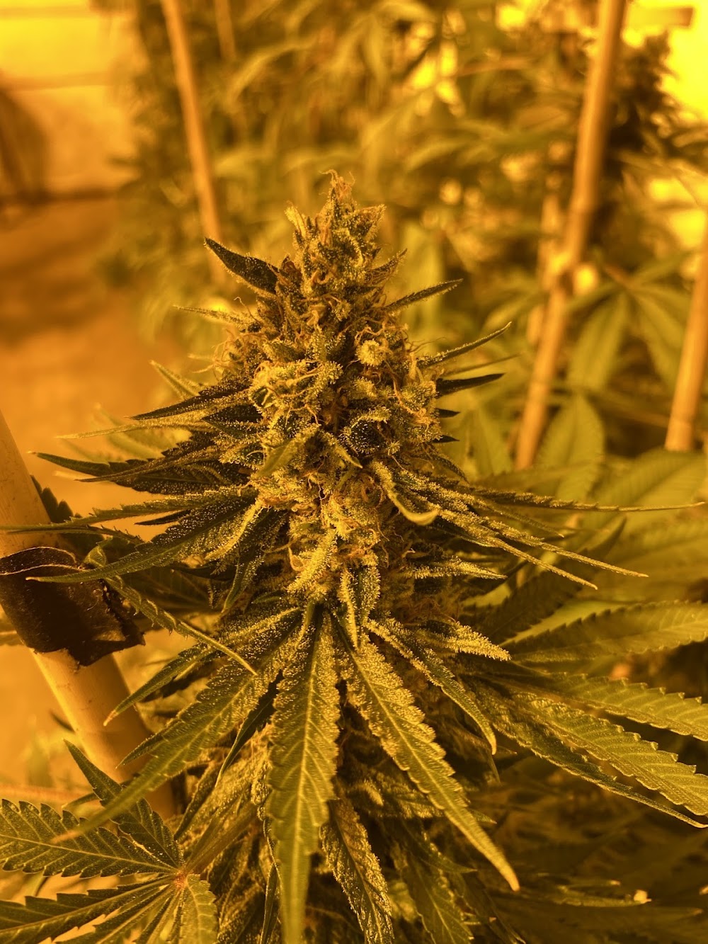 Original Cannabis Growers photo 5