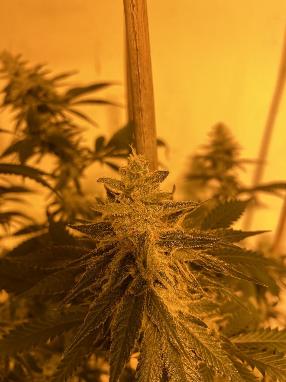 Original Cannabis Growers photo 7