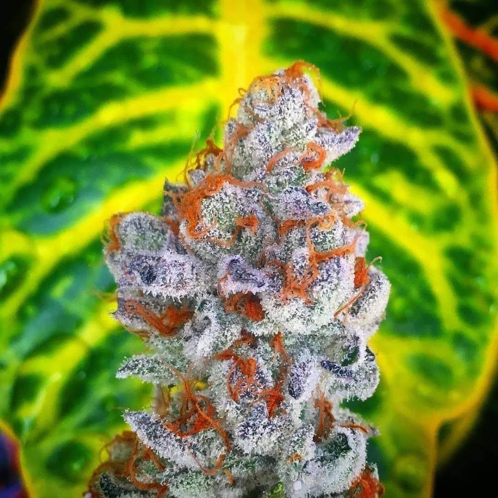Osage Creek Dispensary photo 1