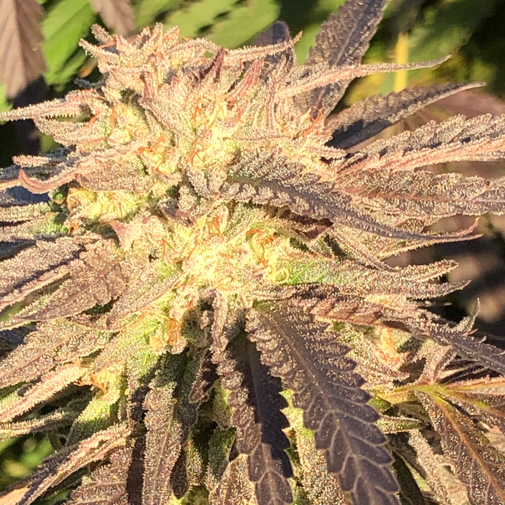 Papa Buds photo 6