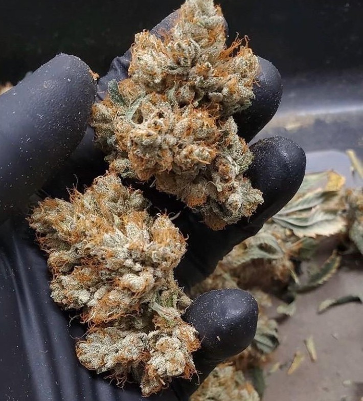 Phamily Trees Dispensary photo 3