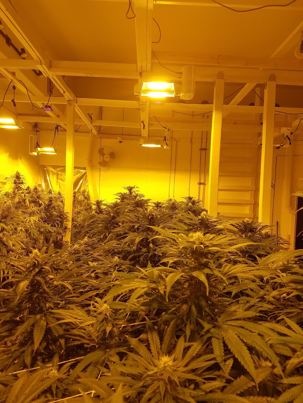 Pine Street Cannabis Company photo 2