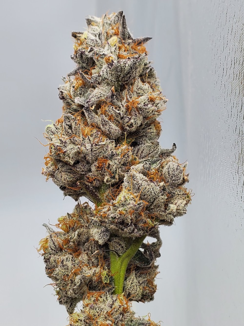 Pine Street Cannabis Company photo 5