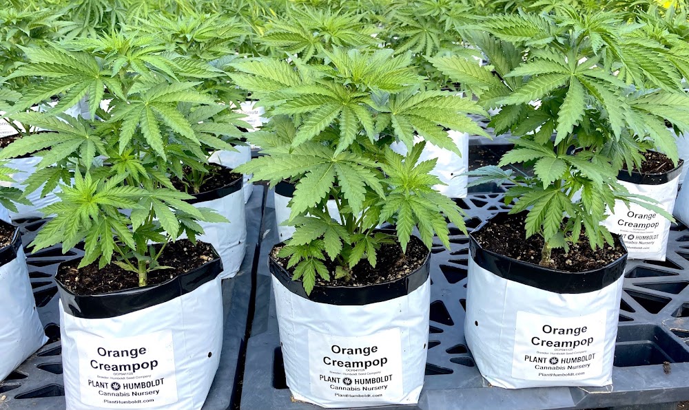Plant Humboldt photo 2