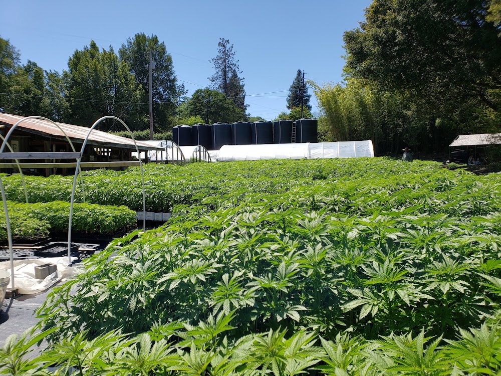 Plant Humboldt photo 3