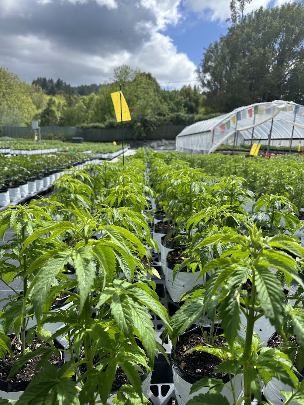 Plant Humboldt photo 5