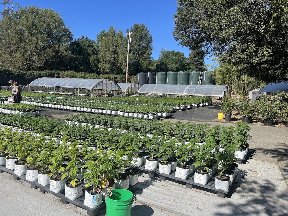 Plant Humboldt photo 6