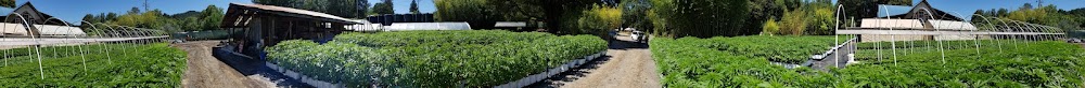Plant Humboldt photo 7