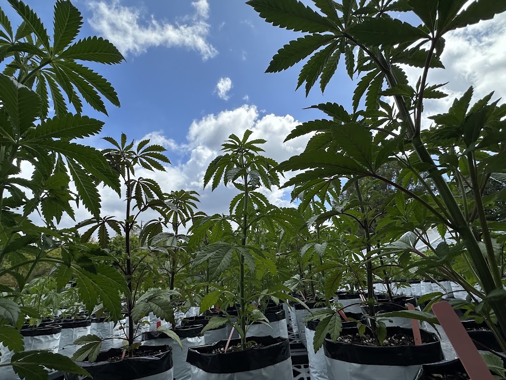 Plant Humboldt photo 8