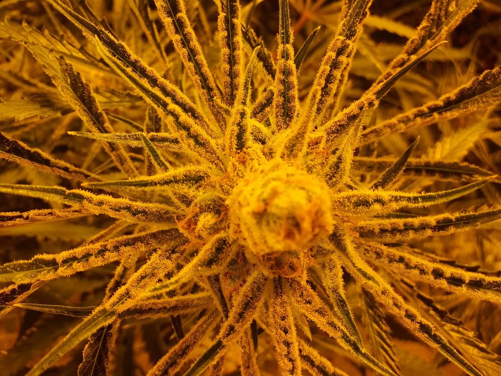 Potco photo 2