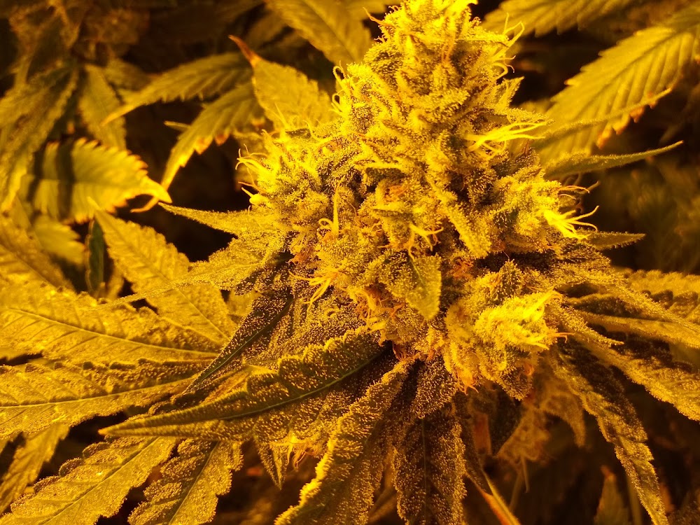 Potco photo 3