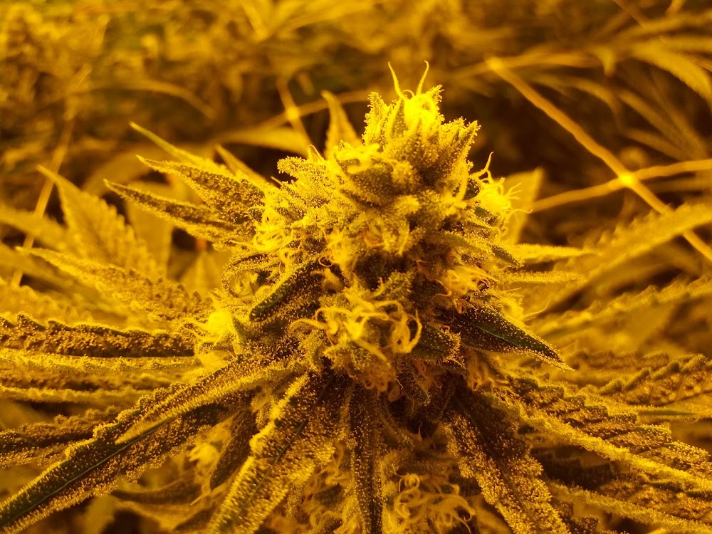 Potco photo 4