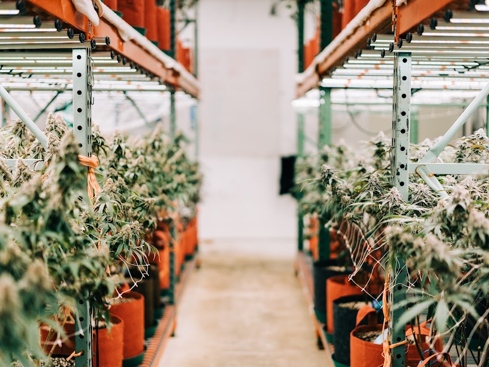 Private Reserve Cannabis 101 photo 2