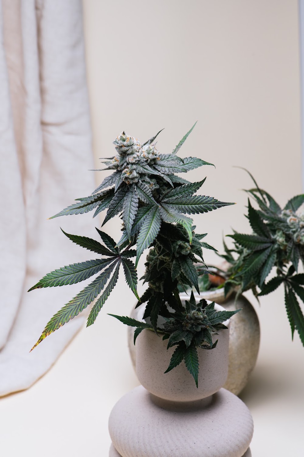 Proper Brands, Proper Cannabis photo 5