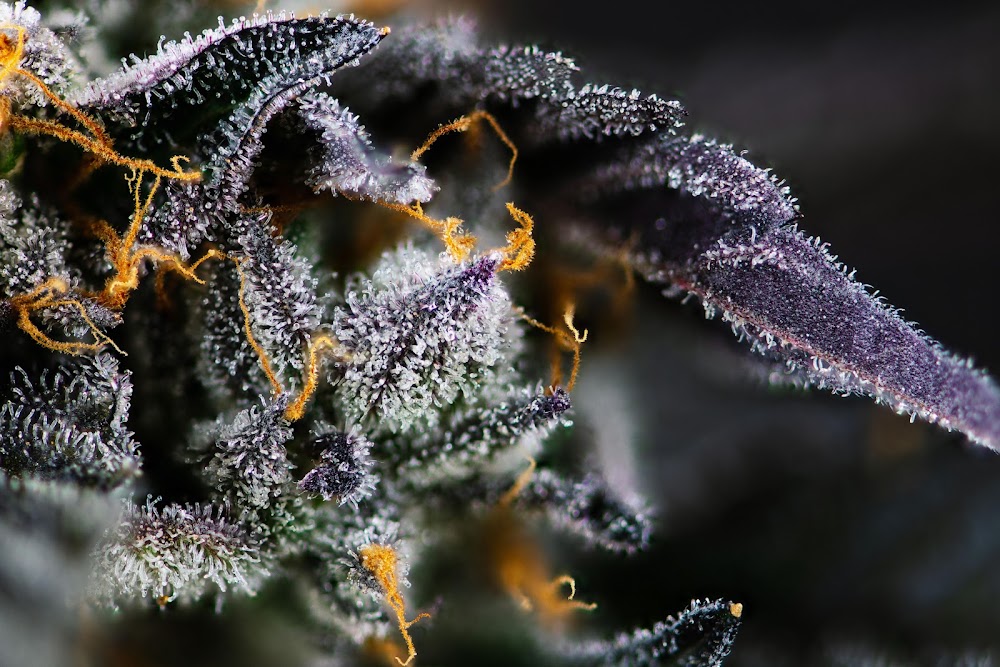 Proper Cannabis photo 4