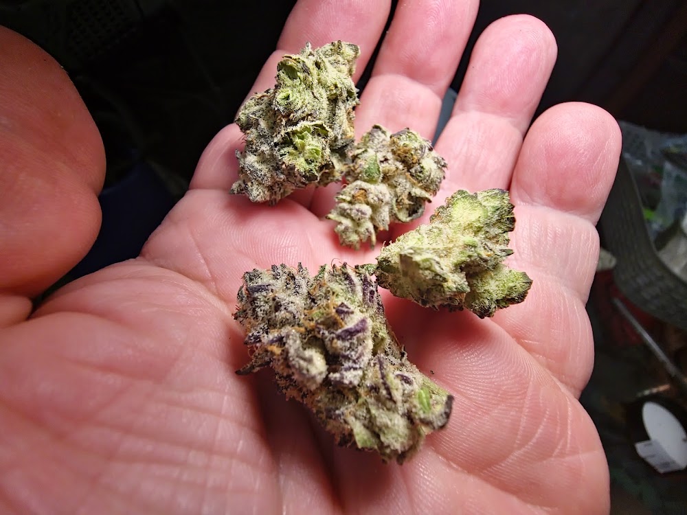 Queen City Medical Cannabis photo 8