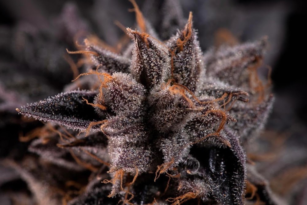 R Greenleaf Cannabis Dispensary - Carlsbad photo 1
