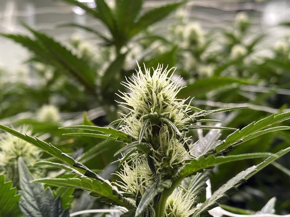 R Greenleaf Cannabis Dispensary - Carlsbad photo 3