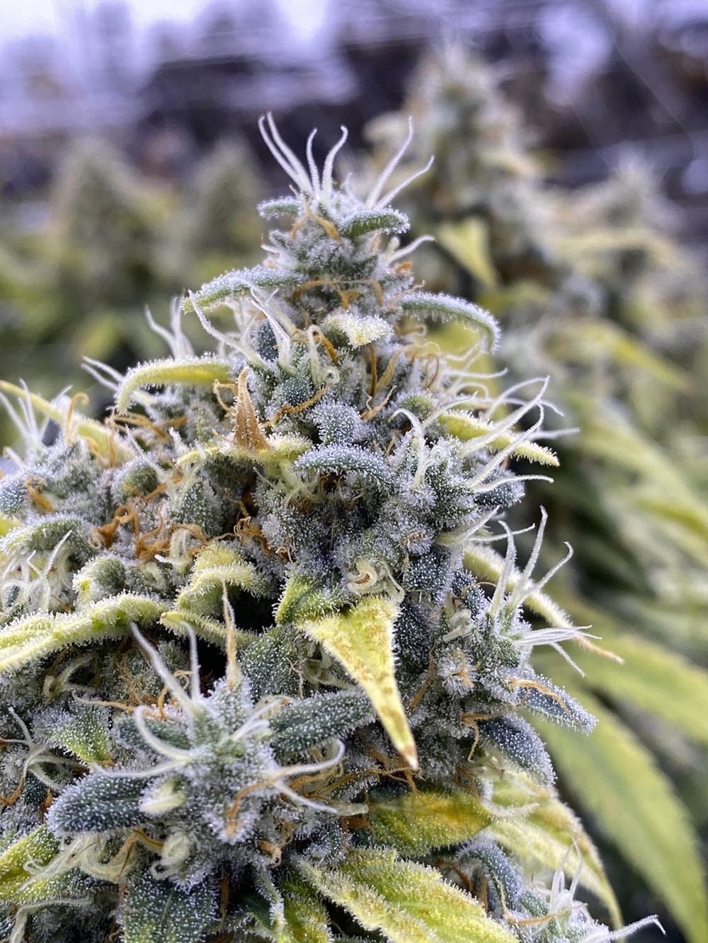R Greenleaf Cannabis Dispensary - Carlsbad photo 5