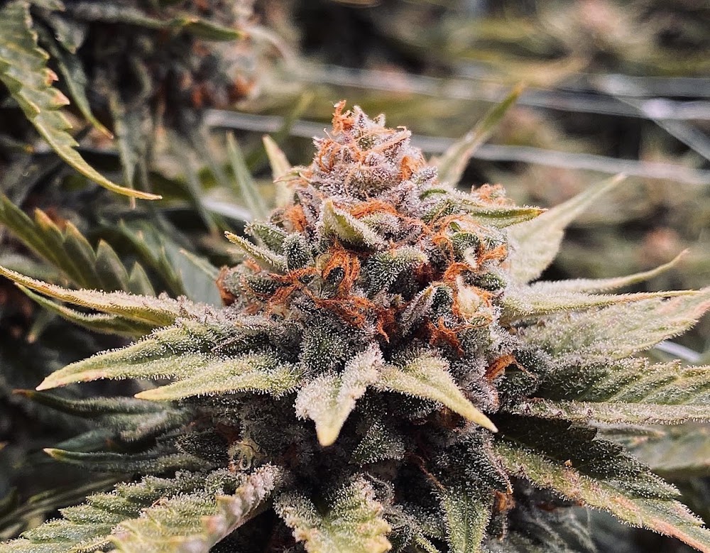 R Greenleaf Cannabis Dispensary - Carlsbad photo 7