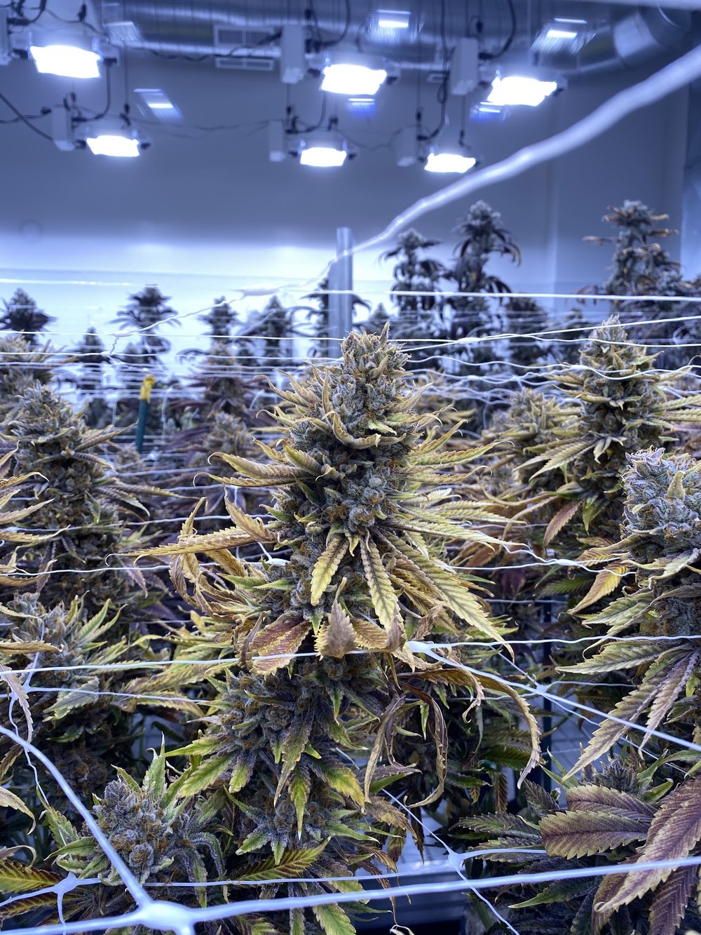 R Greenleaf Cannabis Dispensary - Clovis photo 5