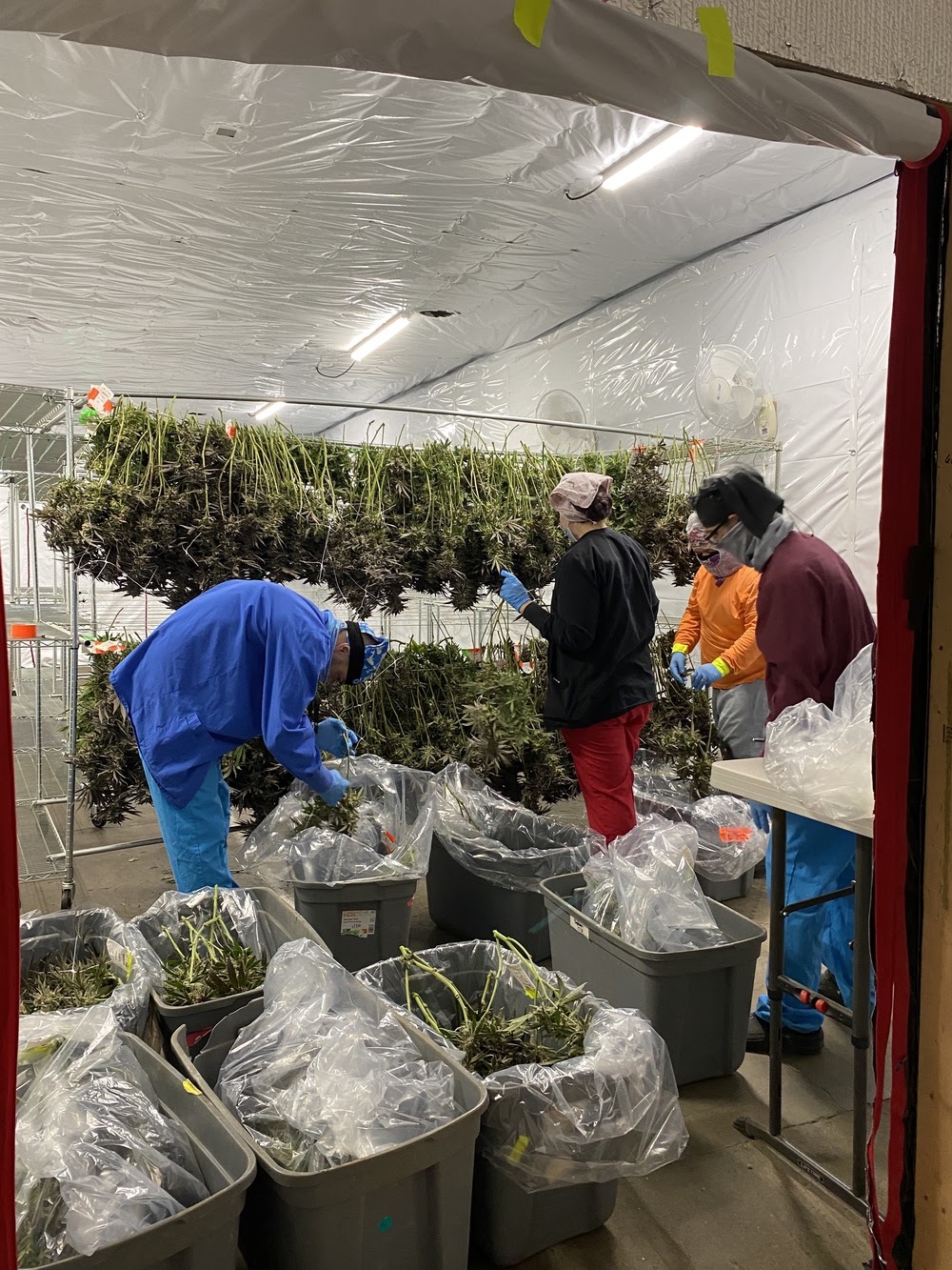 R Greenleaf Cannabis Dispensary - Las Cruces photo 8