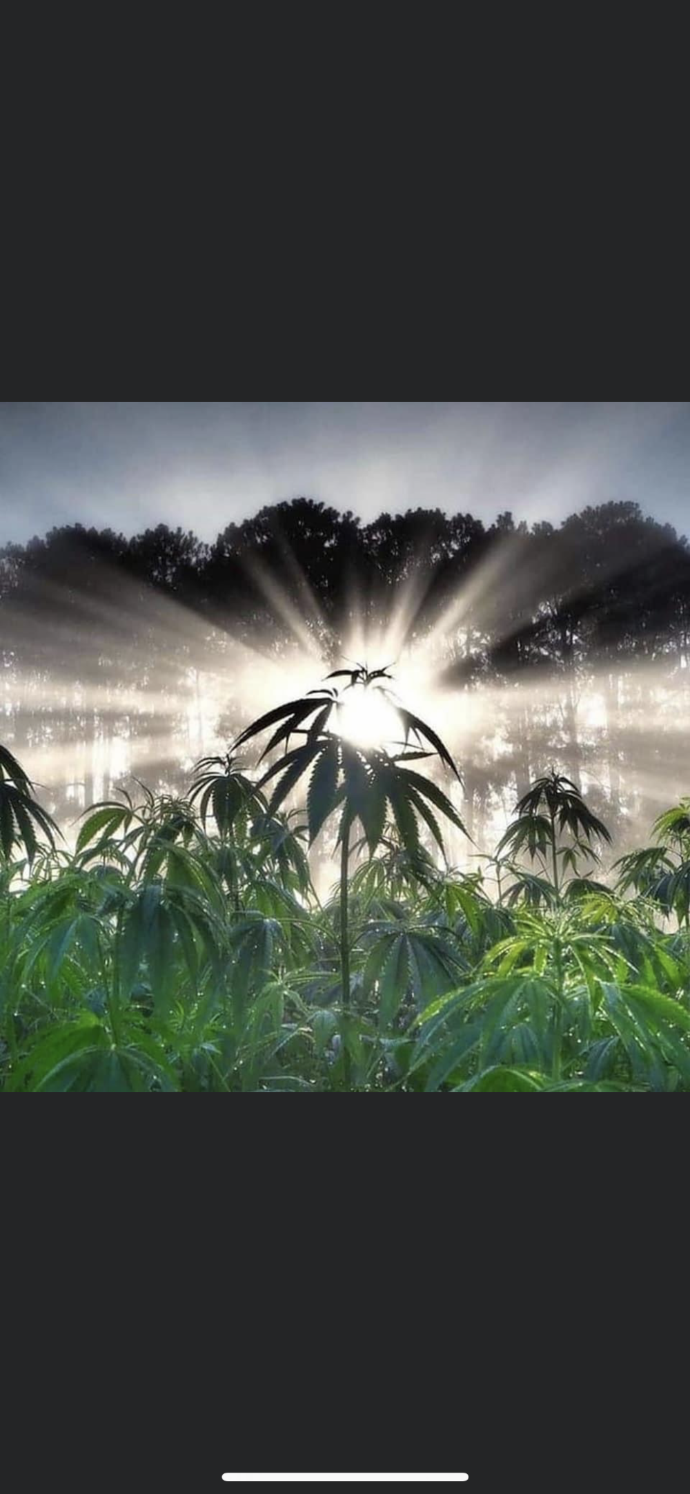 Rare Earth Dispensary photo 7