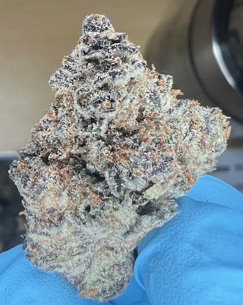 Ridankulous Alamogordo photo 4