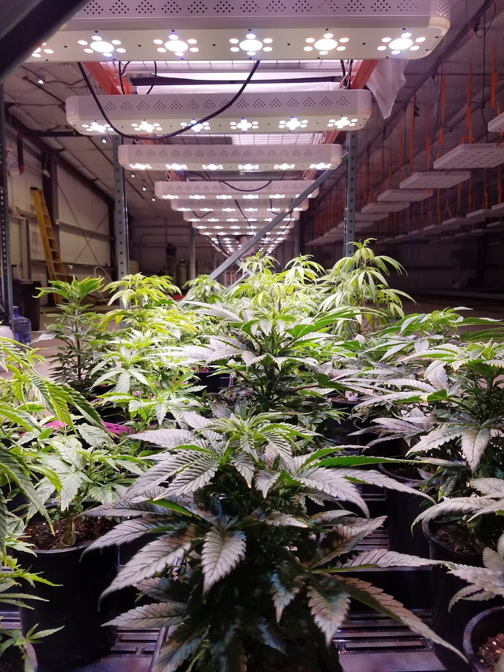 Rio Vista Farms photo 5