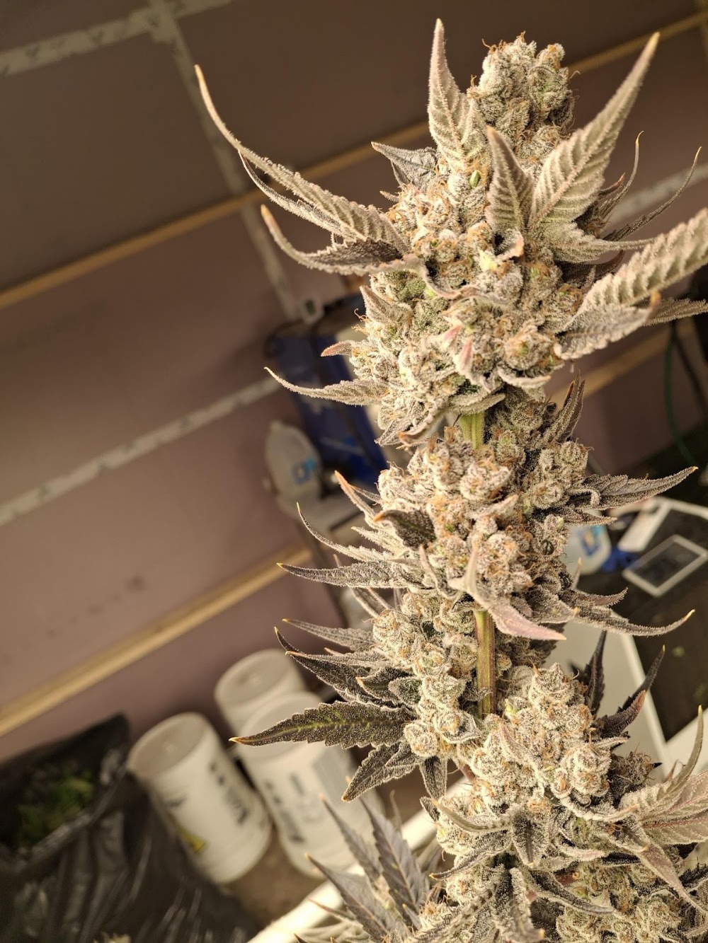 Roc Dispensary And Hydroponics photo 4