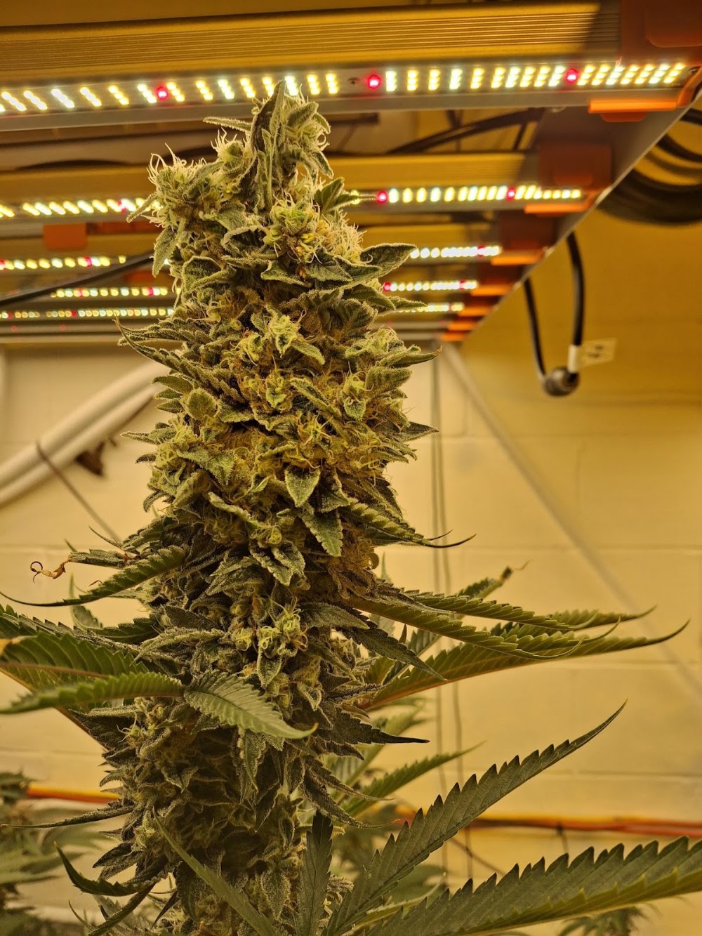 Roc Dispensary And Hydroponics photo 5
