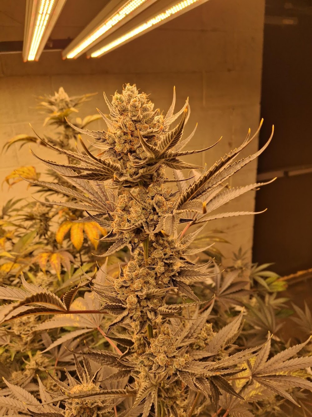 Roc Dispensary And Hydroponics photo 7