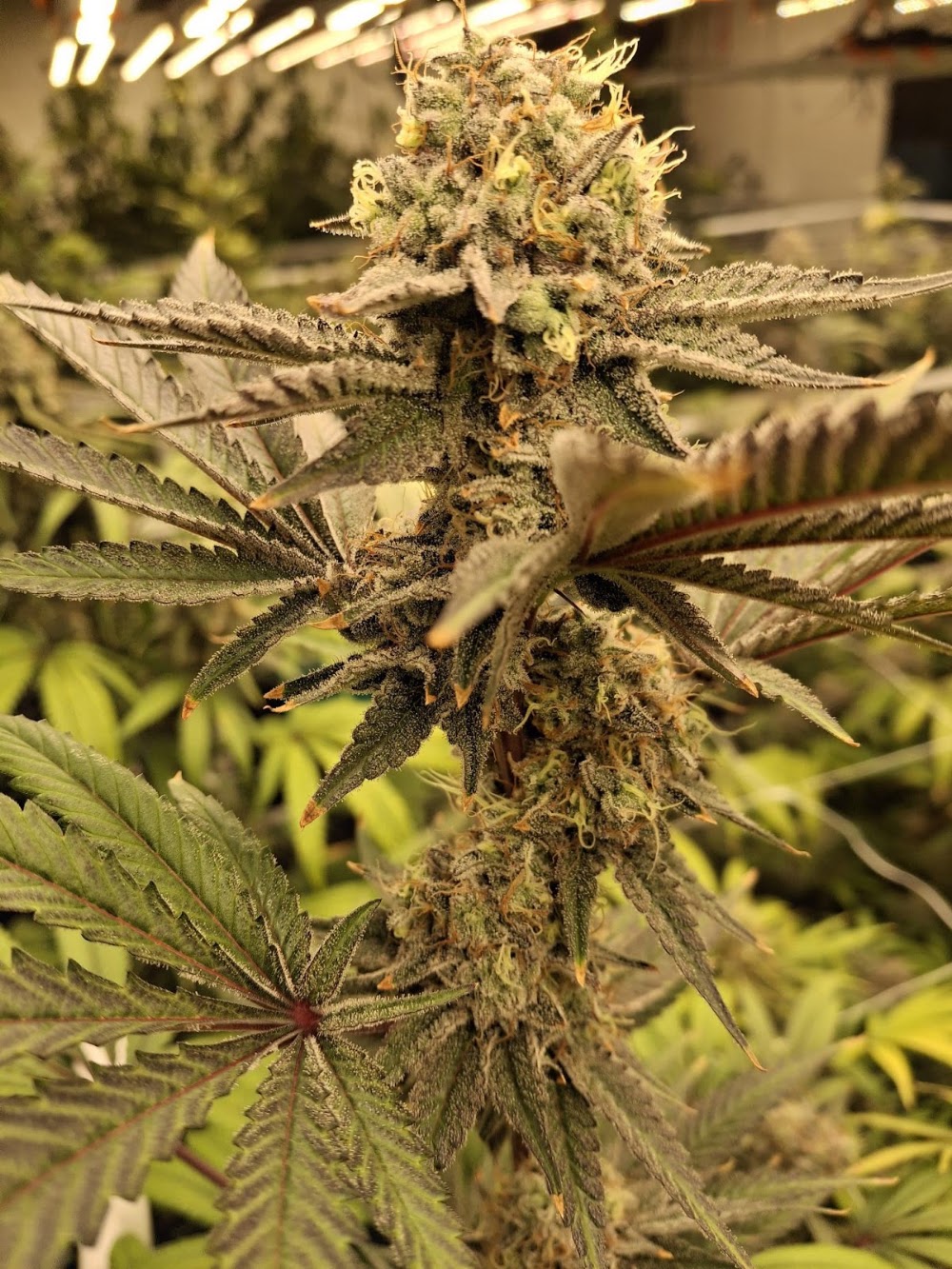 Roc Dispensary And Hydroponics photo 8
