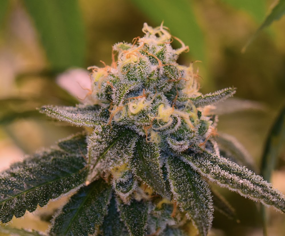 Rocky Mountain High Dispensary photo 2