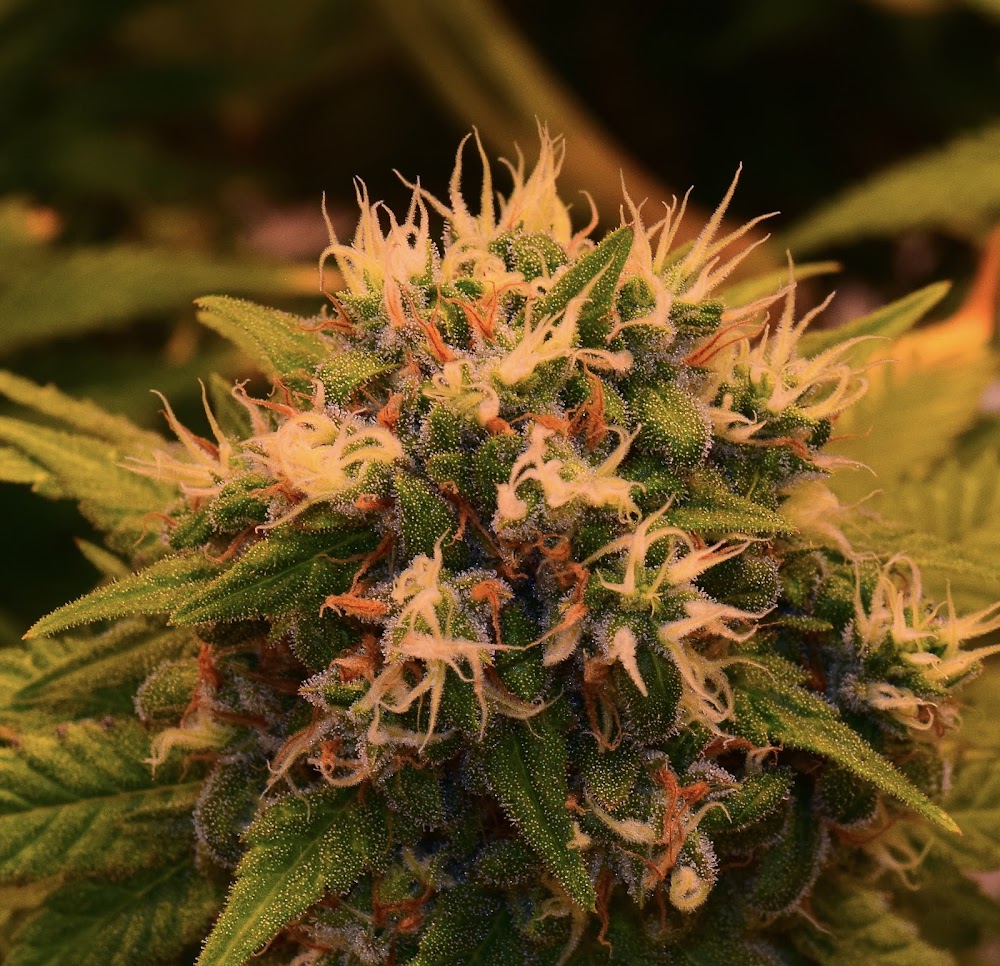 Rocky Mountain High Dispensary photo 5